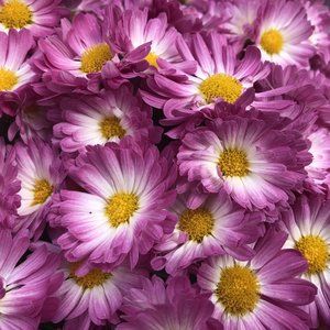 2 LIVE PLANTs HARDY MUMS STACY PINK 4" Growing Pot Ships NO POT…